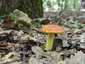 Aranyos galambgomba (Russula aurea), Mátra